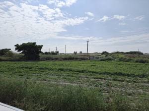 誠昱/新營姑爺1.8分重.